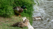 PICTURES/San Antonio Riverwalk/t_Ducks2.JPG